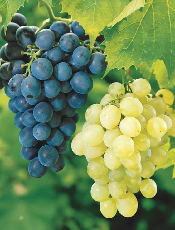 muscat e1585497310120.webp